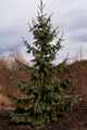 Picea engelmannii Glauca IMG_9192 Świerk Engelmanna